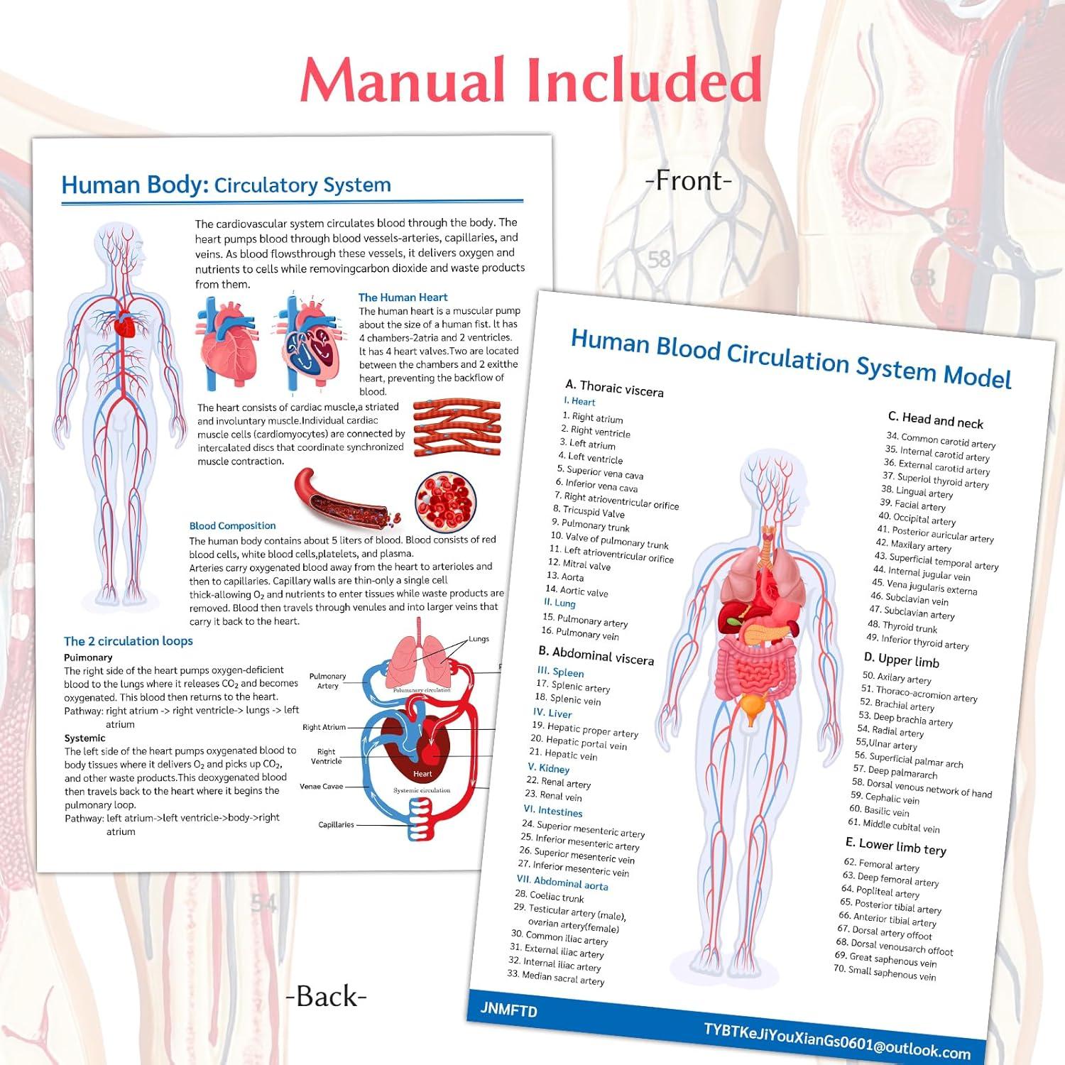 Modelo Anatómico Circulación Sanguínea JNMFTD 1/2 Escala 70 Estructuras