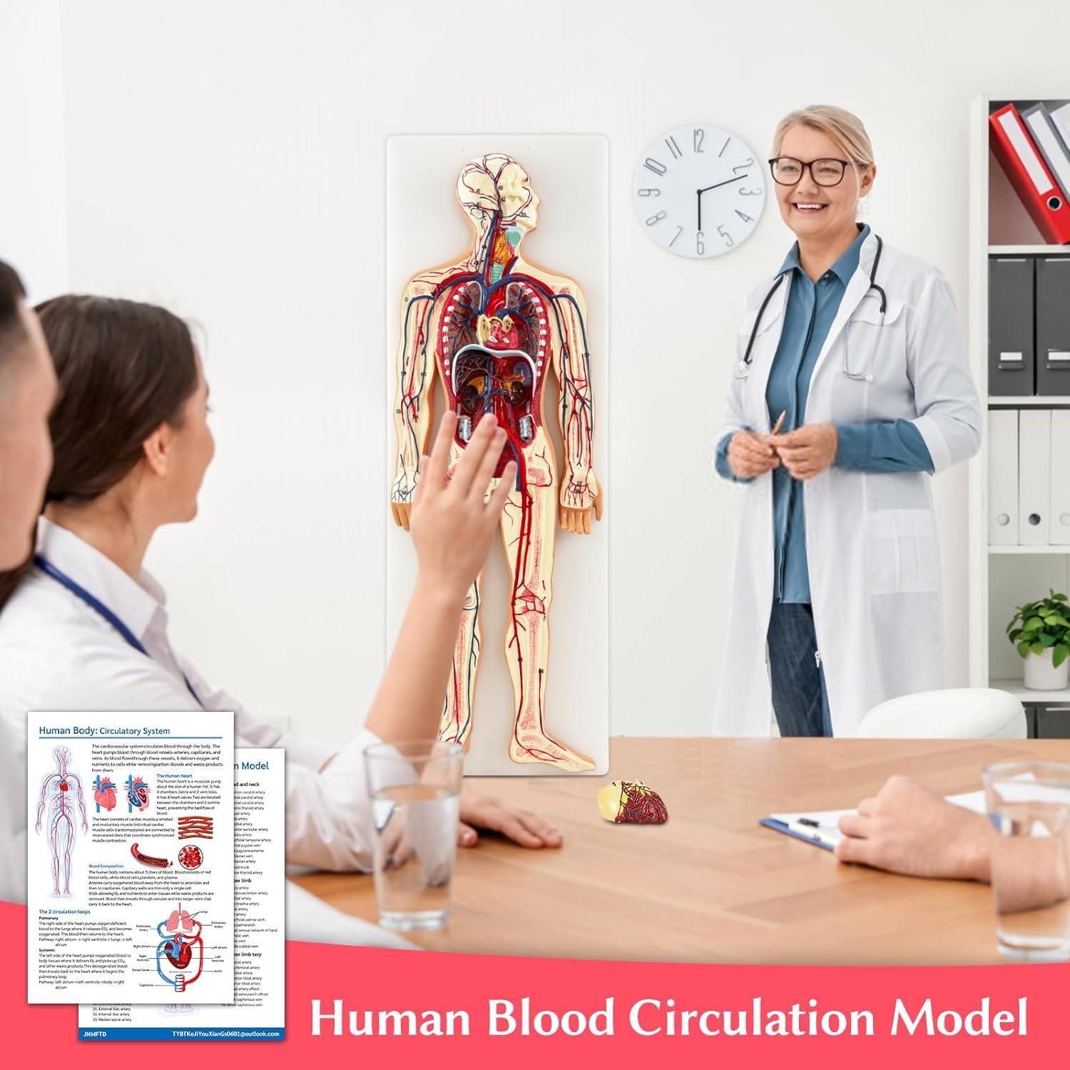 Modelo Anatómico Circulación Sanguínea JNMFTD 1/2 Escala 70 Estructuras