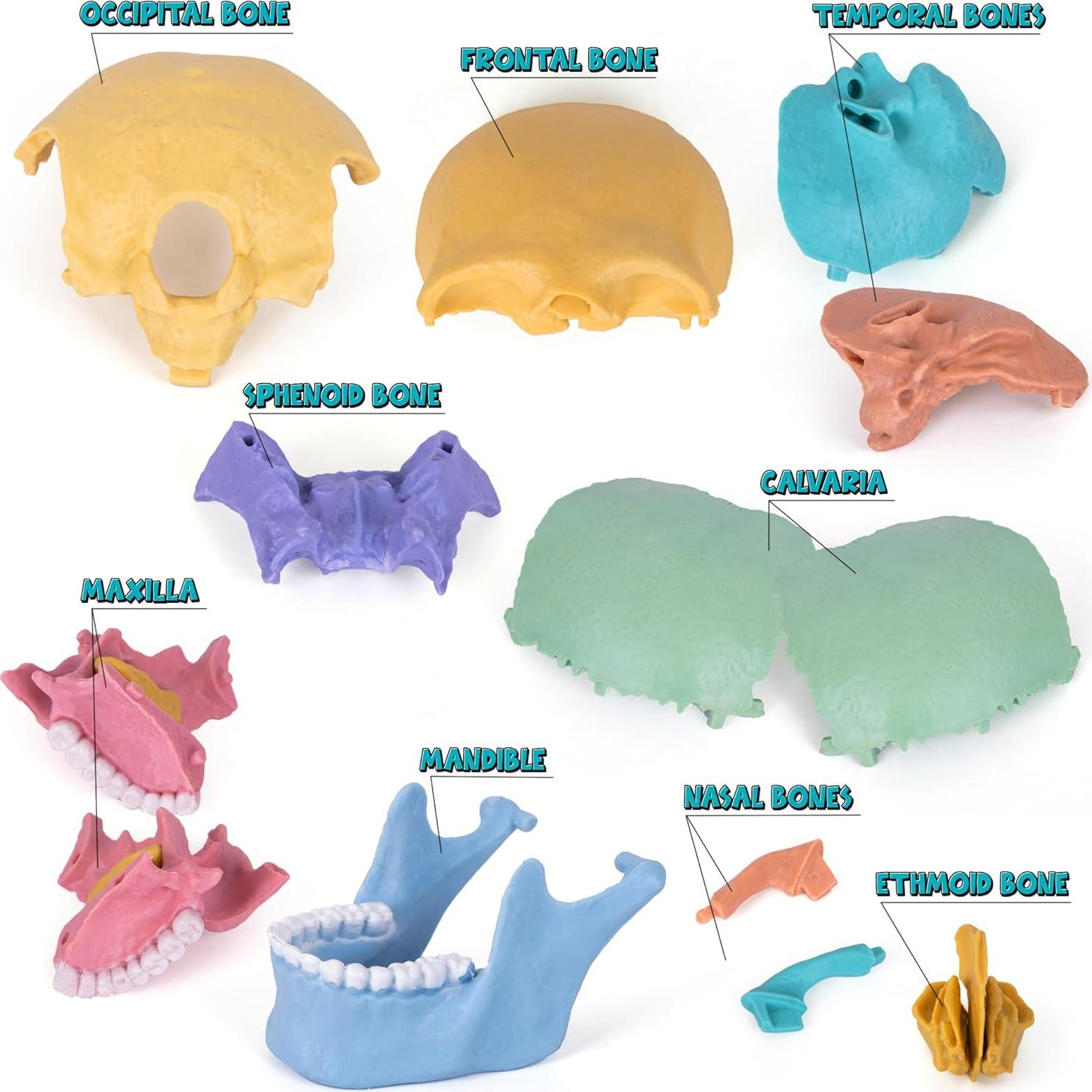 Rompecabezas 3D Cráneo ArtCreativity 17 Piezas con Tarjetas