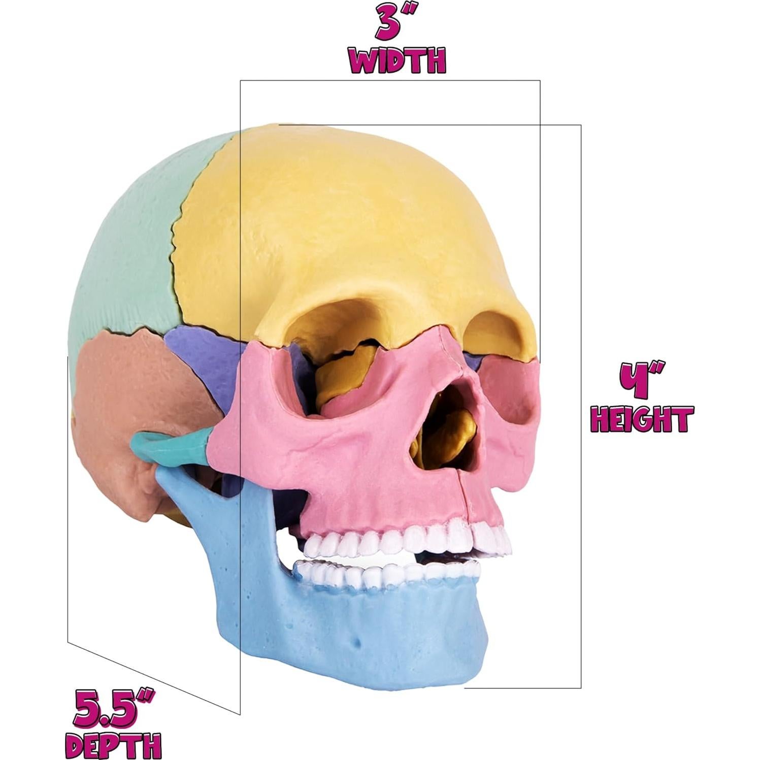 Rompecabezas 3D Cráneo ArtCreativity 17 Piezas con Tarjetas