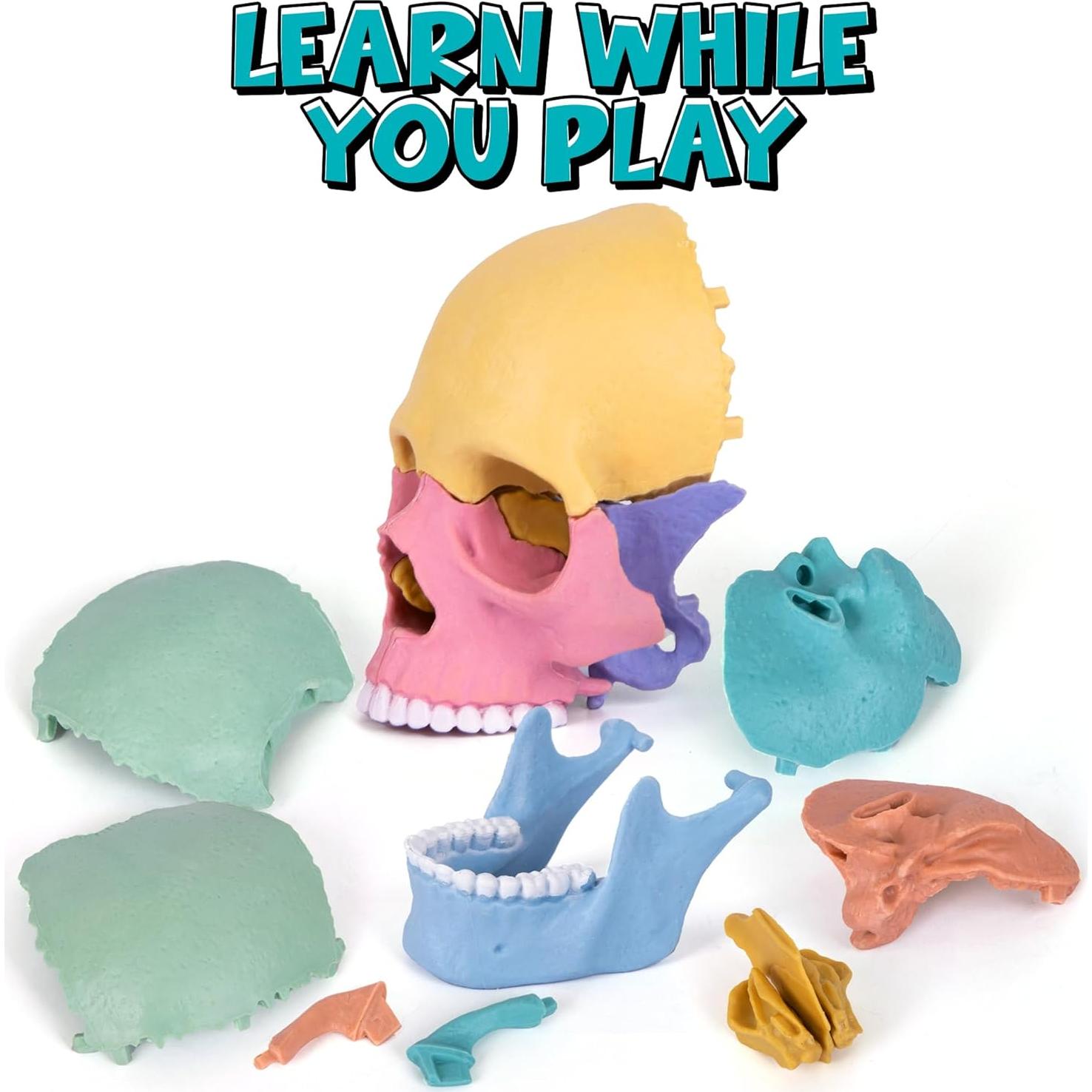 Rompecabezas 3D Cráneo ArtCreativity 17 Piezas con Tarjetas