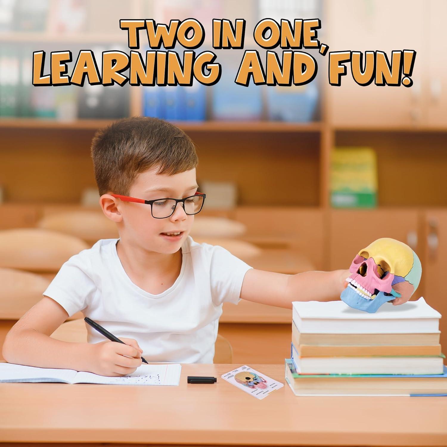 Rompecabezas 3D Cráneo ArtCreativity 17 Piezas con Tarjetas