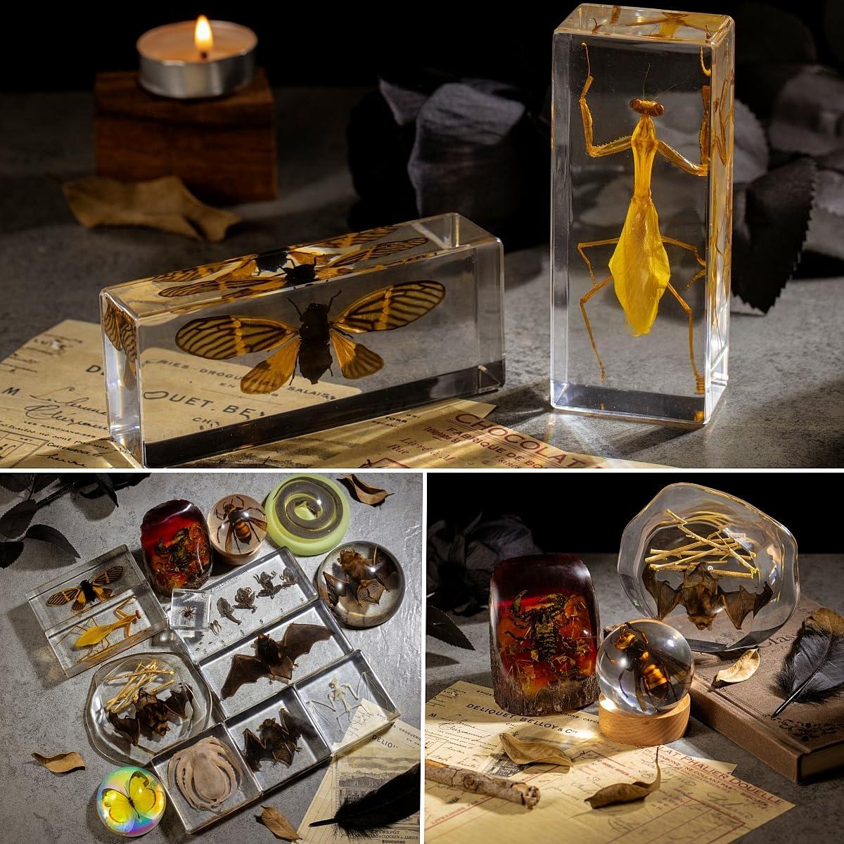 Esqueleto de Murciélago Real en Resina TOHTOFN - 11.18x9.66cm