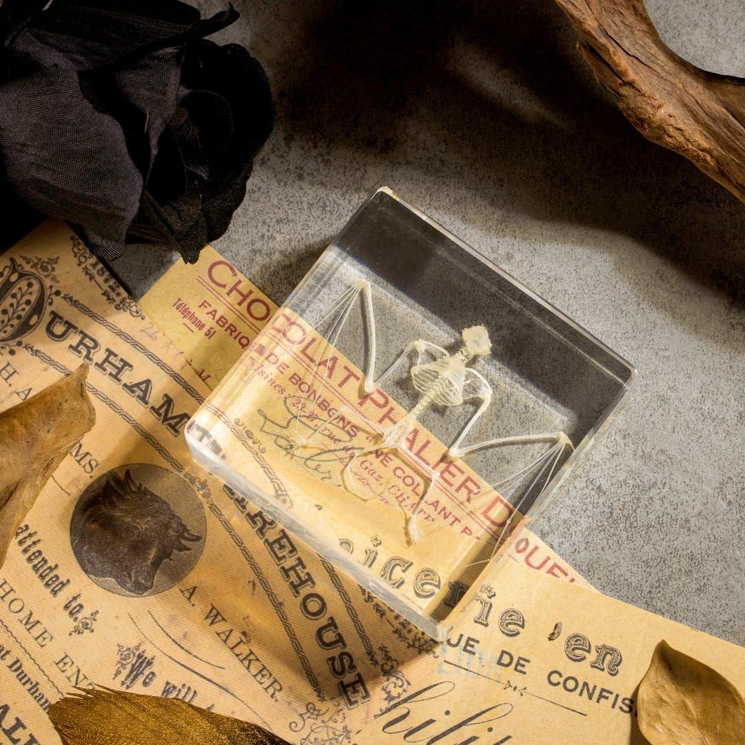 Esqueleto de Murciélago Real en Resina TOHTOFN - 11.18x9.66cm