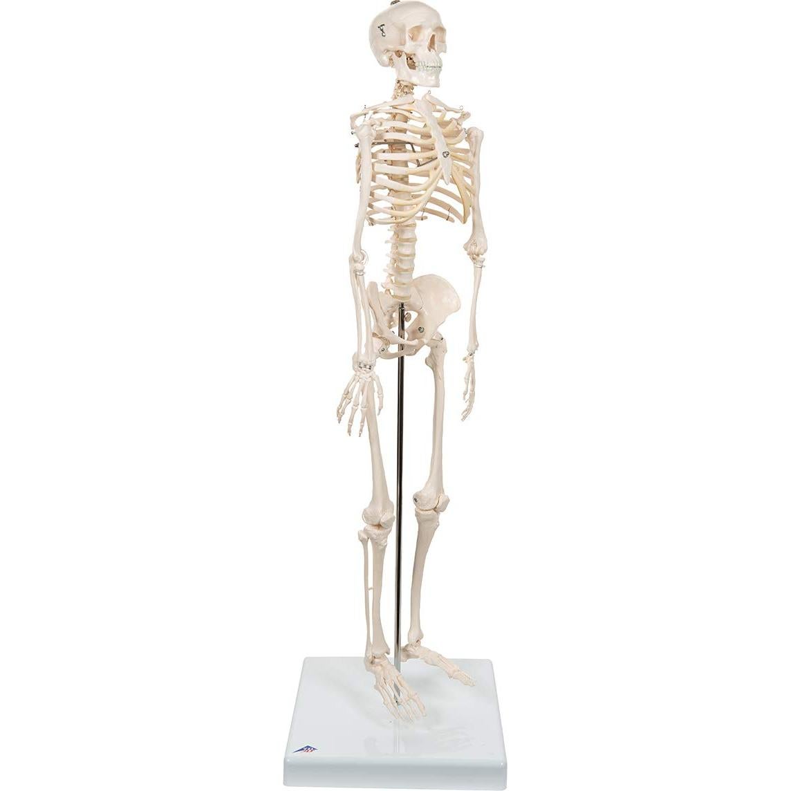 Mini esqueleto humano 3B Scientific A18 80 cm con pelvis