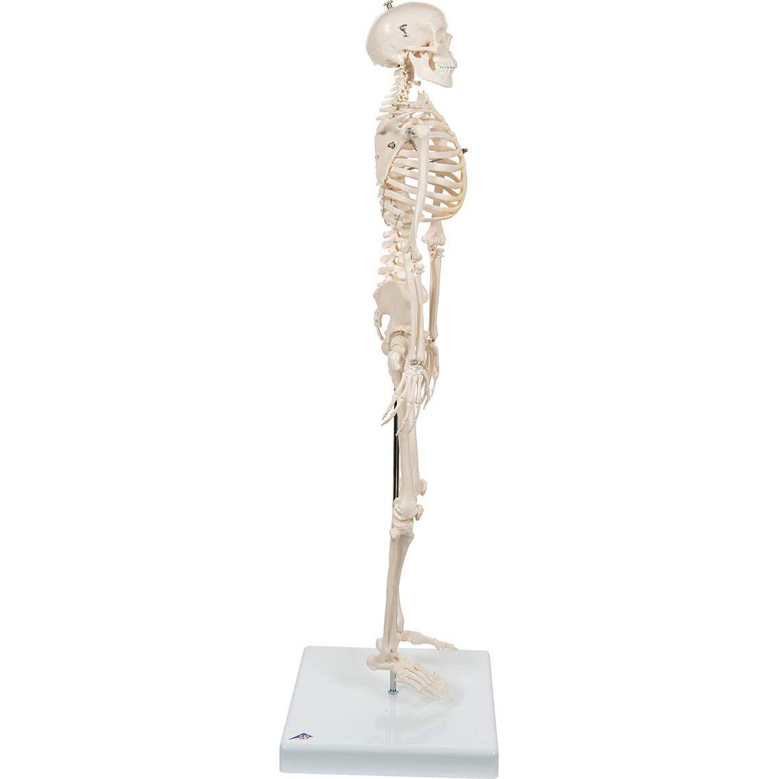 Mini esqueleto humano 3B Scientific A18 80 cm con pelvis