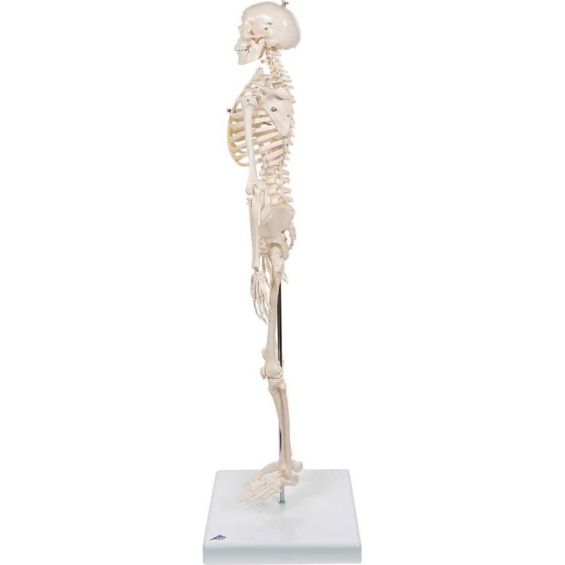 Mini esqueleto humano 3B Scientific A18 80 cm con pelvis