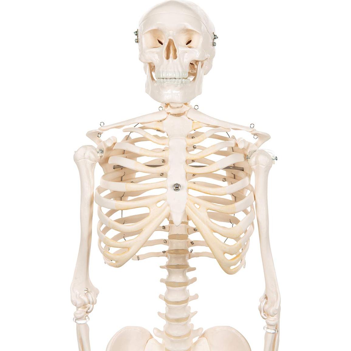 Mini esqueleto humano 3B Scientific A18 80 cm con pelvis