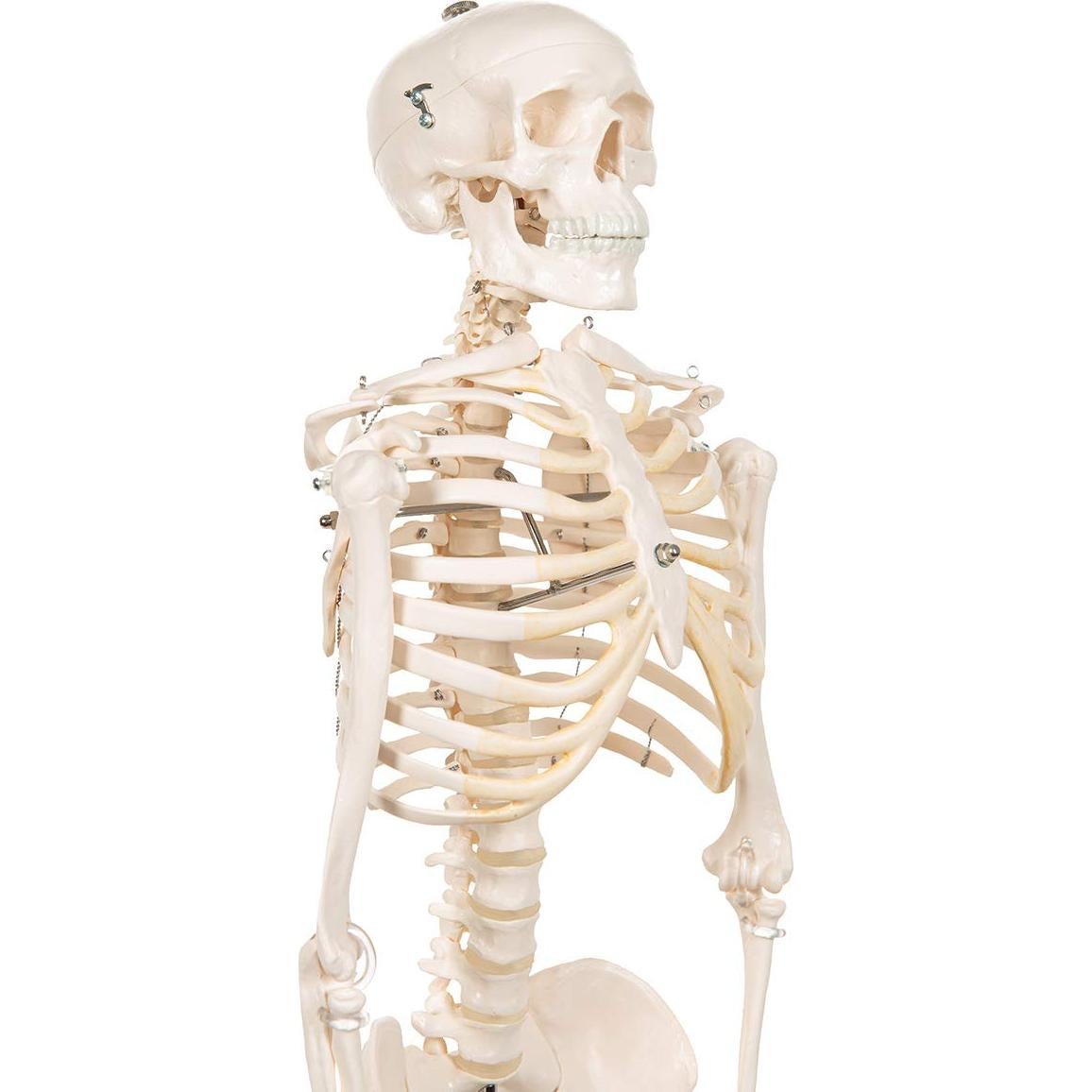 Mini esqueleto humano 3B Scientific A18 80 cm con pelvis