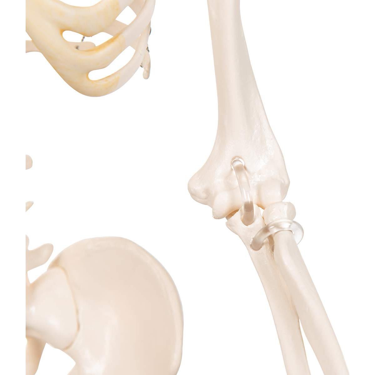 Mini esqueleto humano 3B Scientific A18 80 cm con pelvis