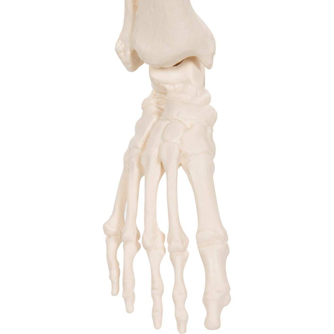 Mini esqueleto humano 3B Scientific A18 80 cm con pelvis