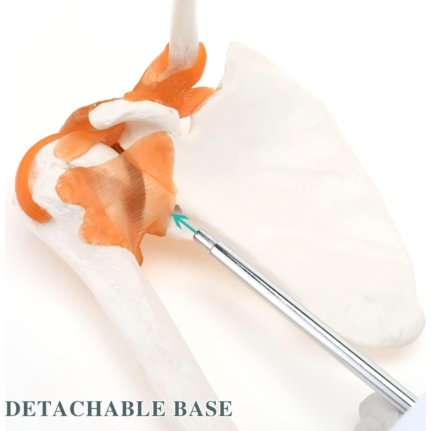 Modelo de Anatomía del Hombro RONTEN con Ligamentos Funcionales