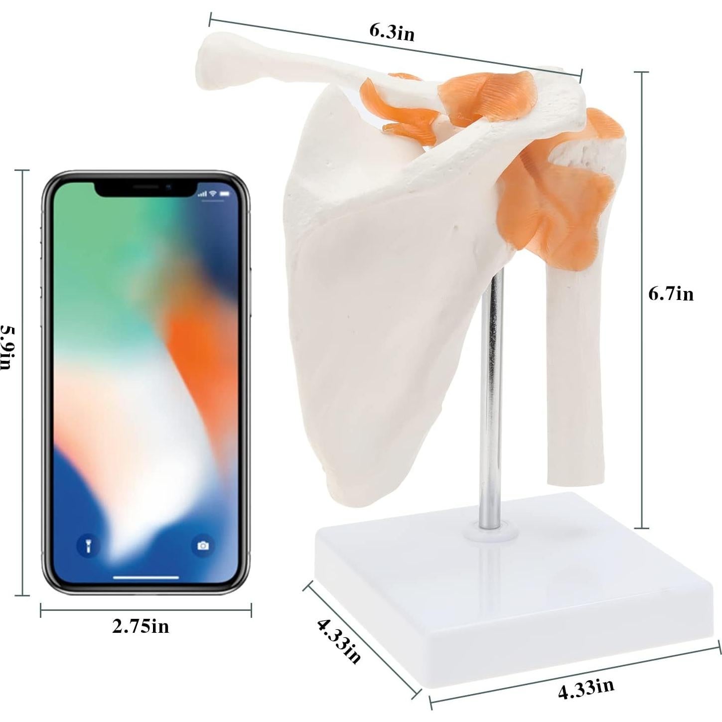 Modelo de Anatomía del Hombro RONTEN con Ligamentos Funcionales