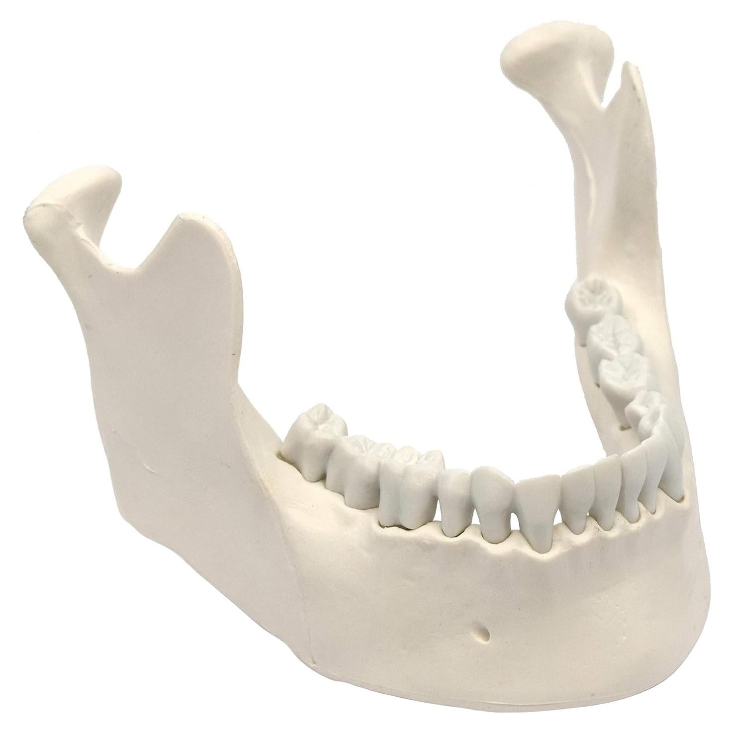 Modelo de Mandíbula Humana Eisco con 16 Dientes - Tamaño Natural