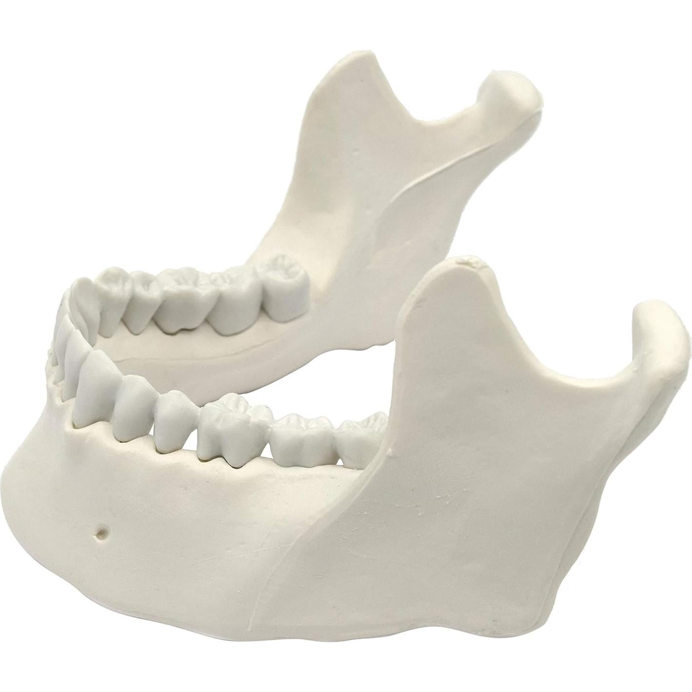 Modelo de Mandíbula Humana Eisco con 16 Dientes - Tamaño Natural