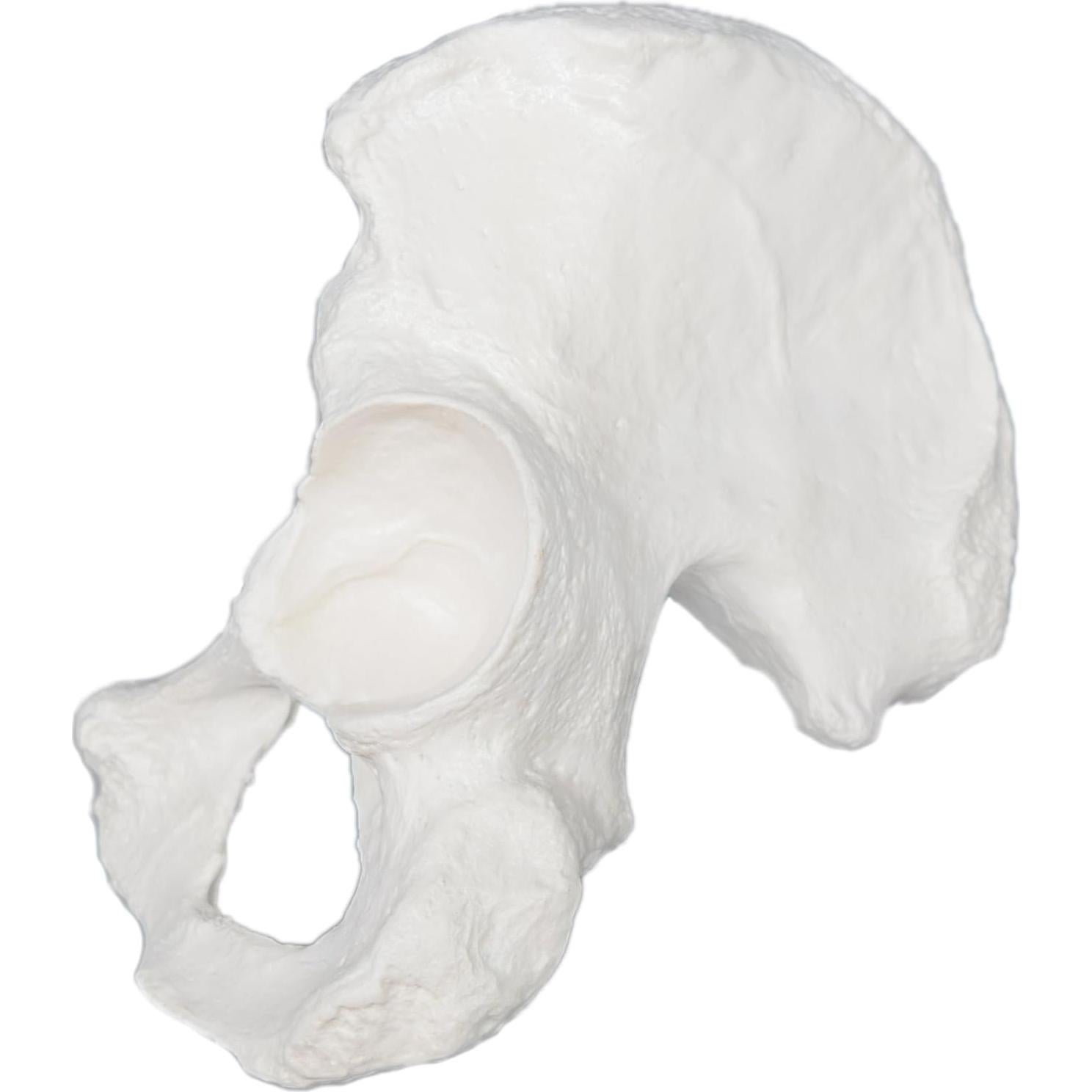 Modelo de Hueso de Cadera Derecho hBARSCI - Réplica Anatómica 14x17.78cm