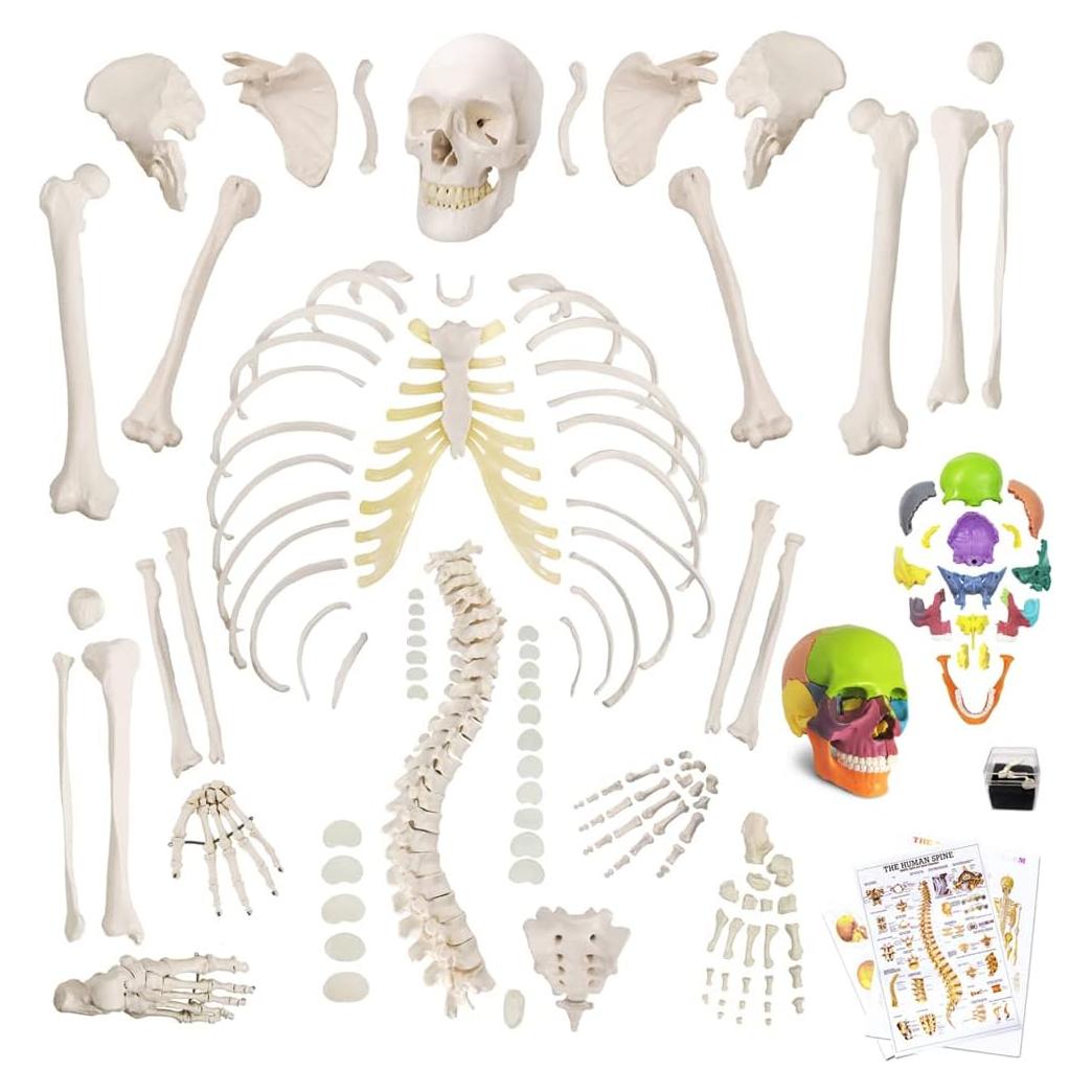 Modelo Humano de Esqueleto Desarticulado 170 cm PVC