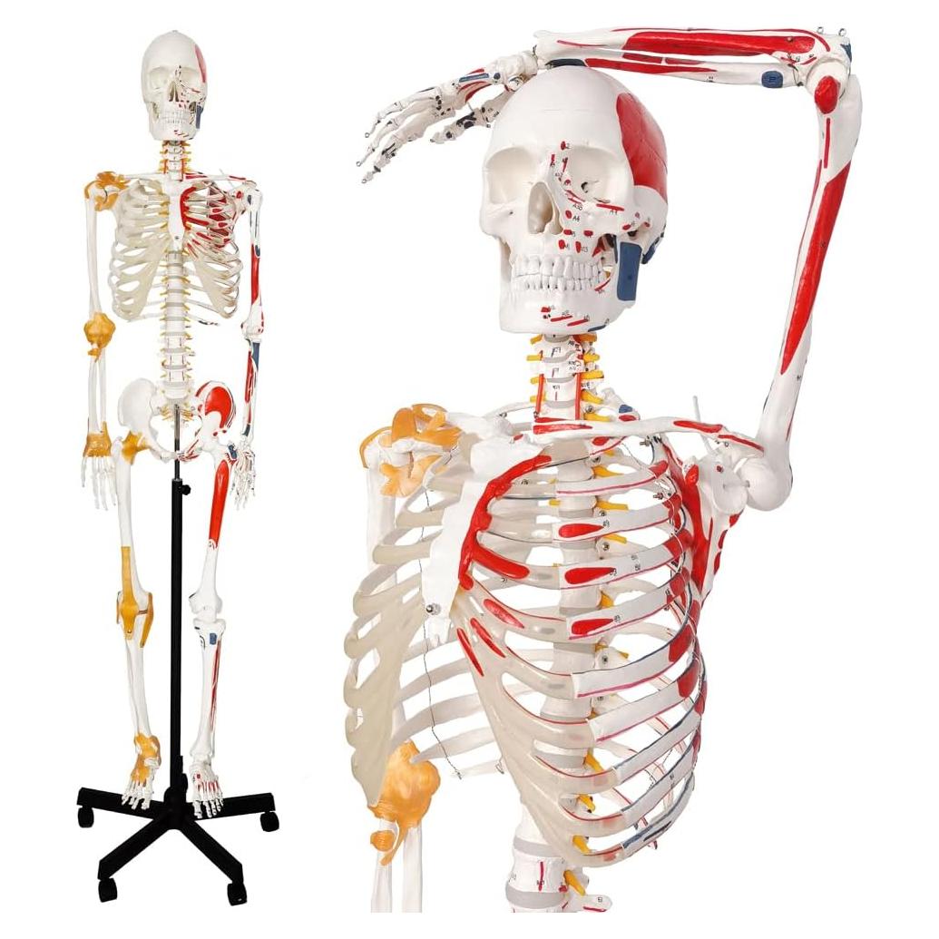 Modelo de Esqueleto Humano 2025 180 cm con Nervios y Soporte