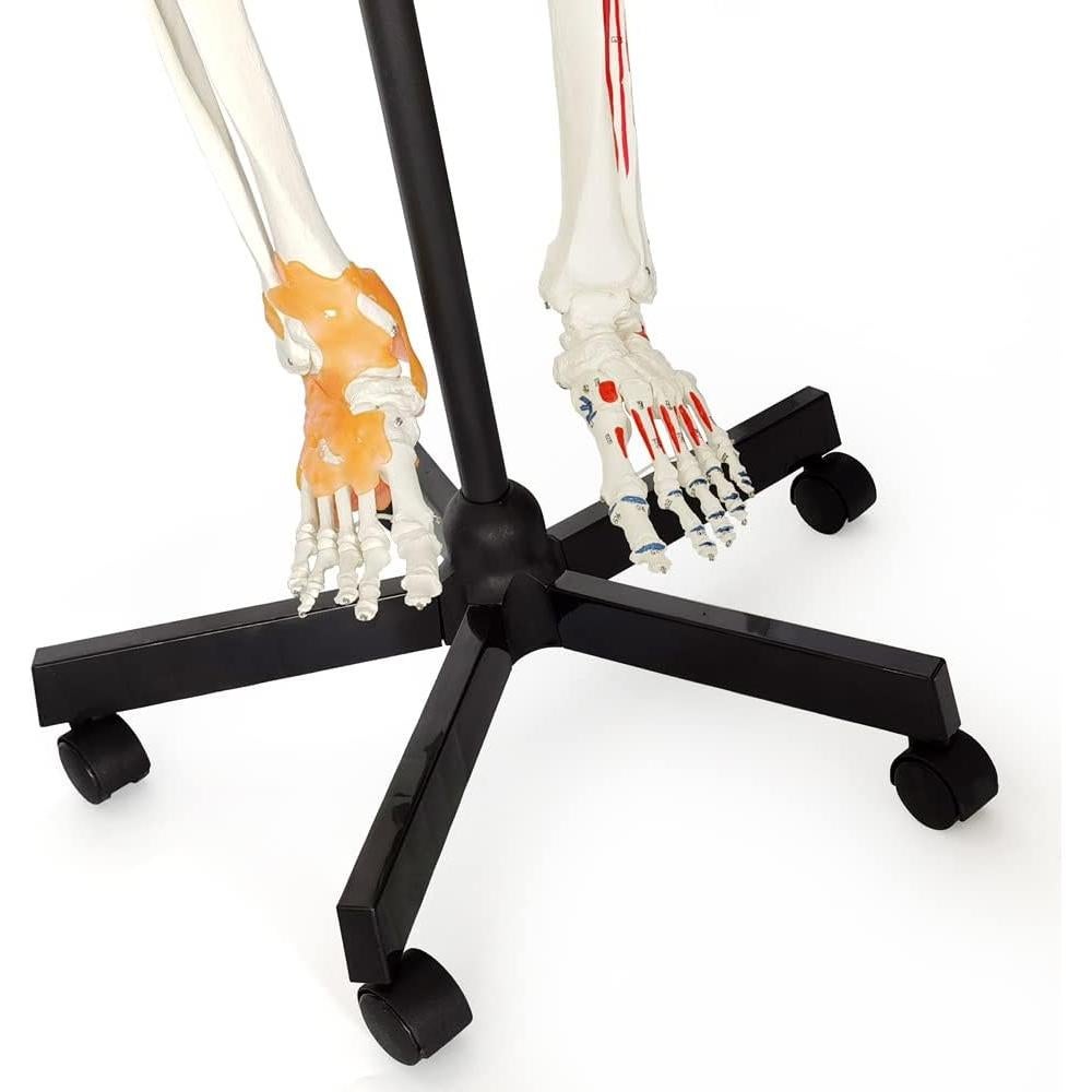 Modelo de Esqueleto Humano 2025 180 cm con Nervios y Soporte