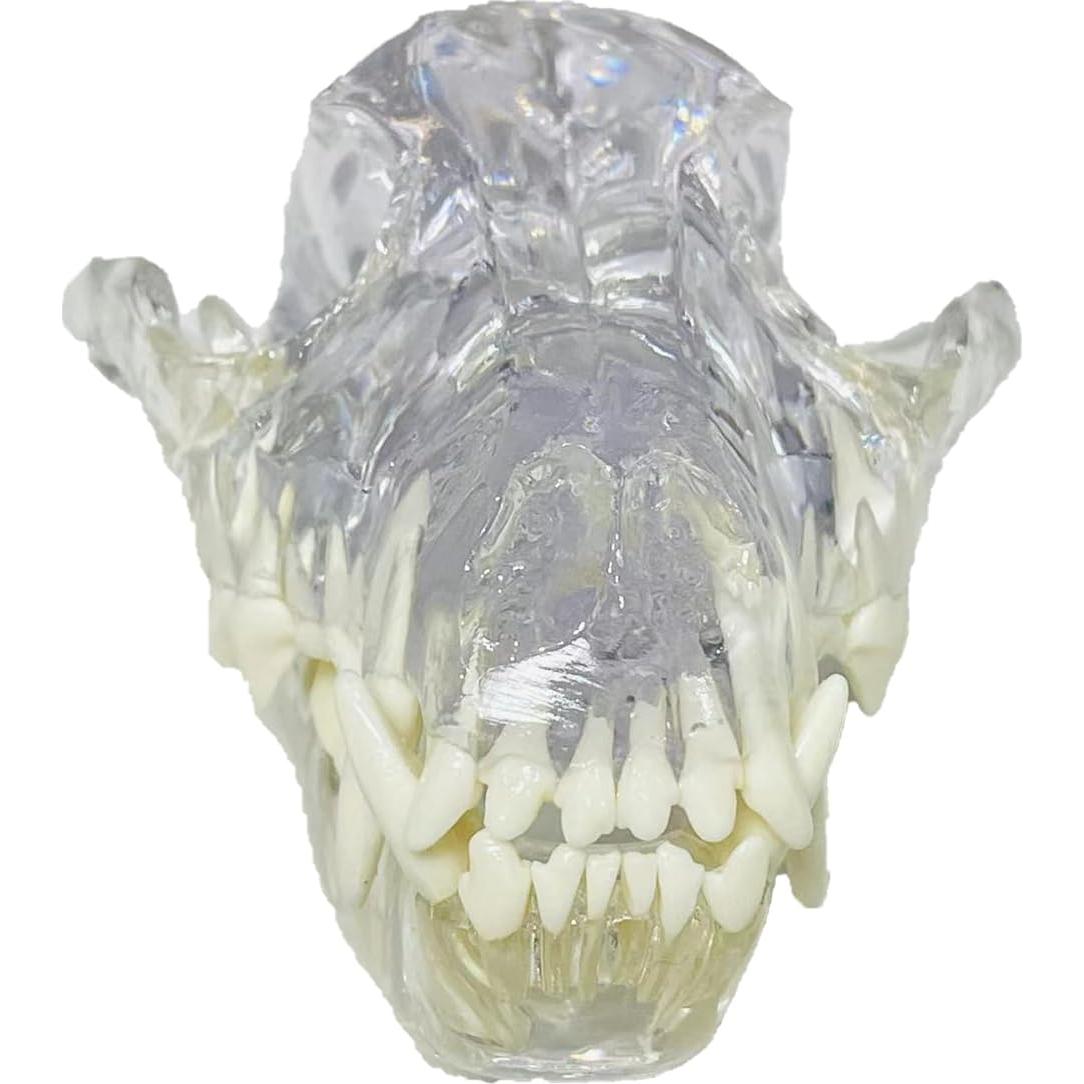 Modelo Anatómico de Cráneo de Perro Kijuh455 Transparente