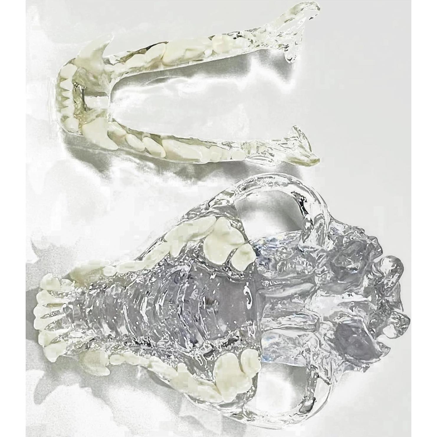 Modelo Anatómico de Cráneo de Perro Kijuh455 Transparente