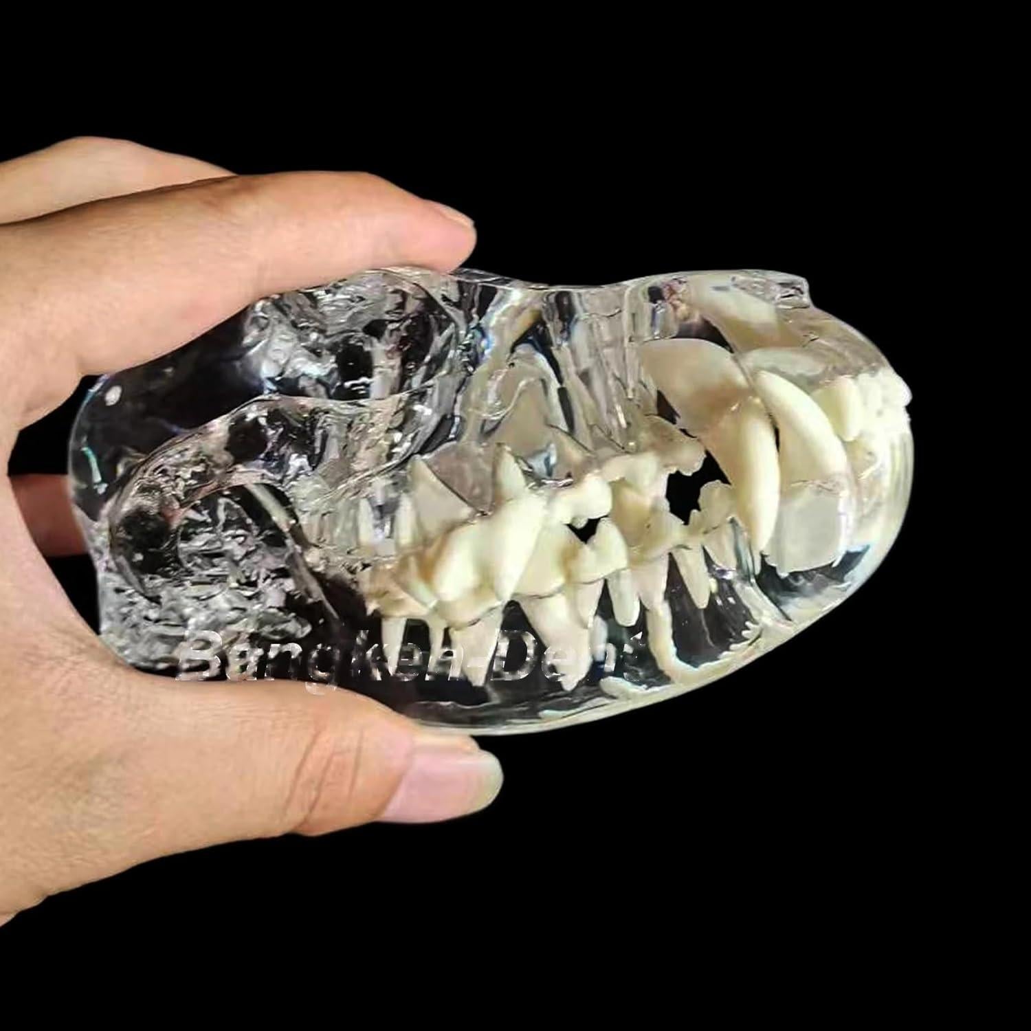 Modelo Anatómico de Cráneo de Perro Kijuh455 Transparente