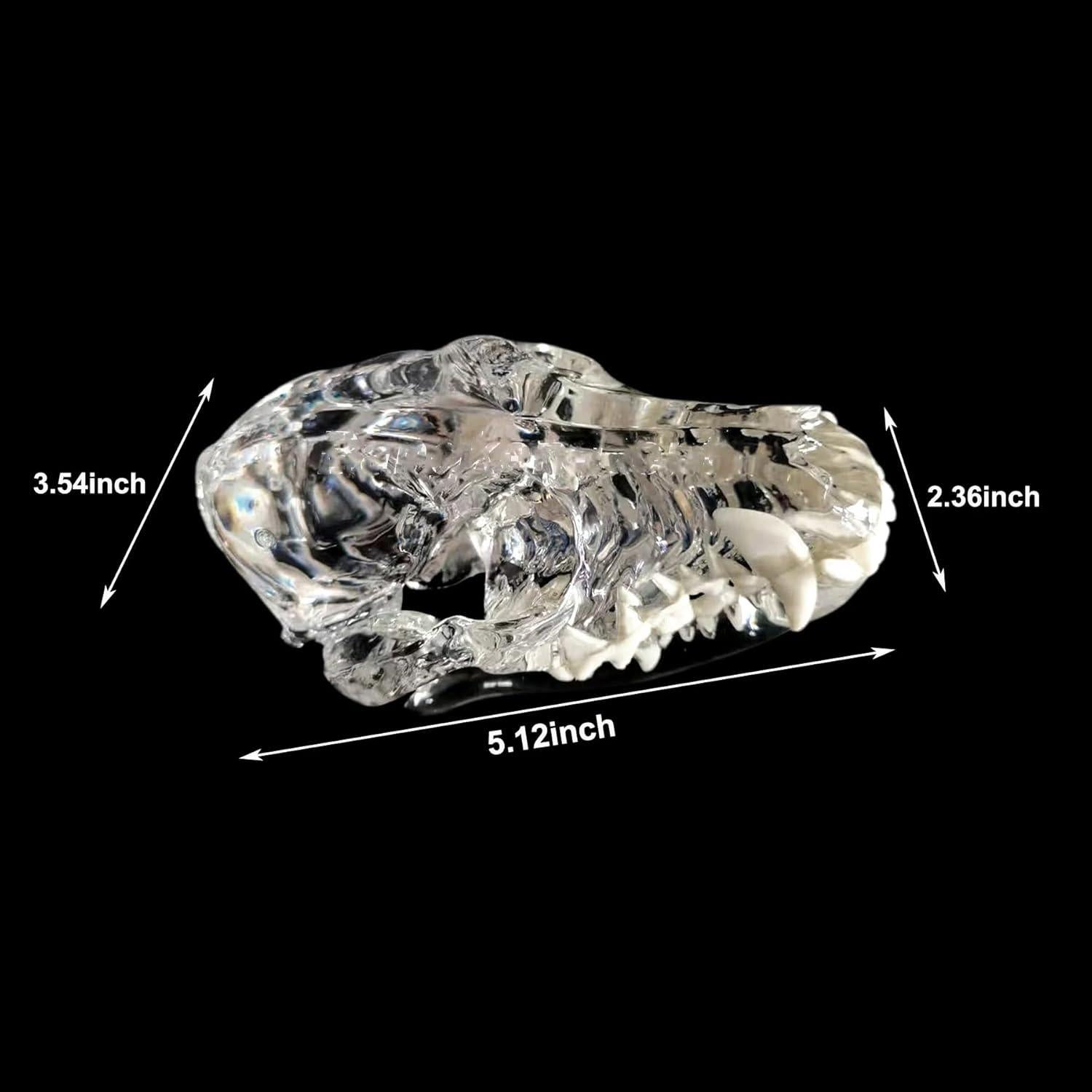 Modelo Anatómico de Cráneo de Perro Kijuh455 Transparente