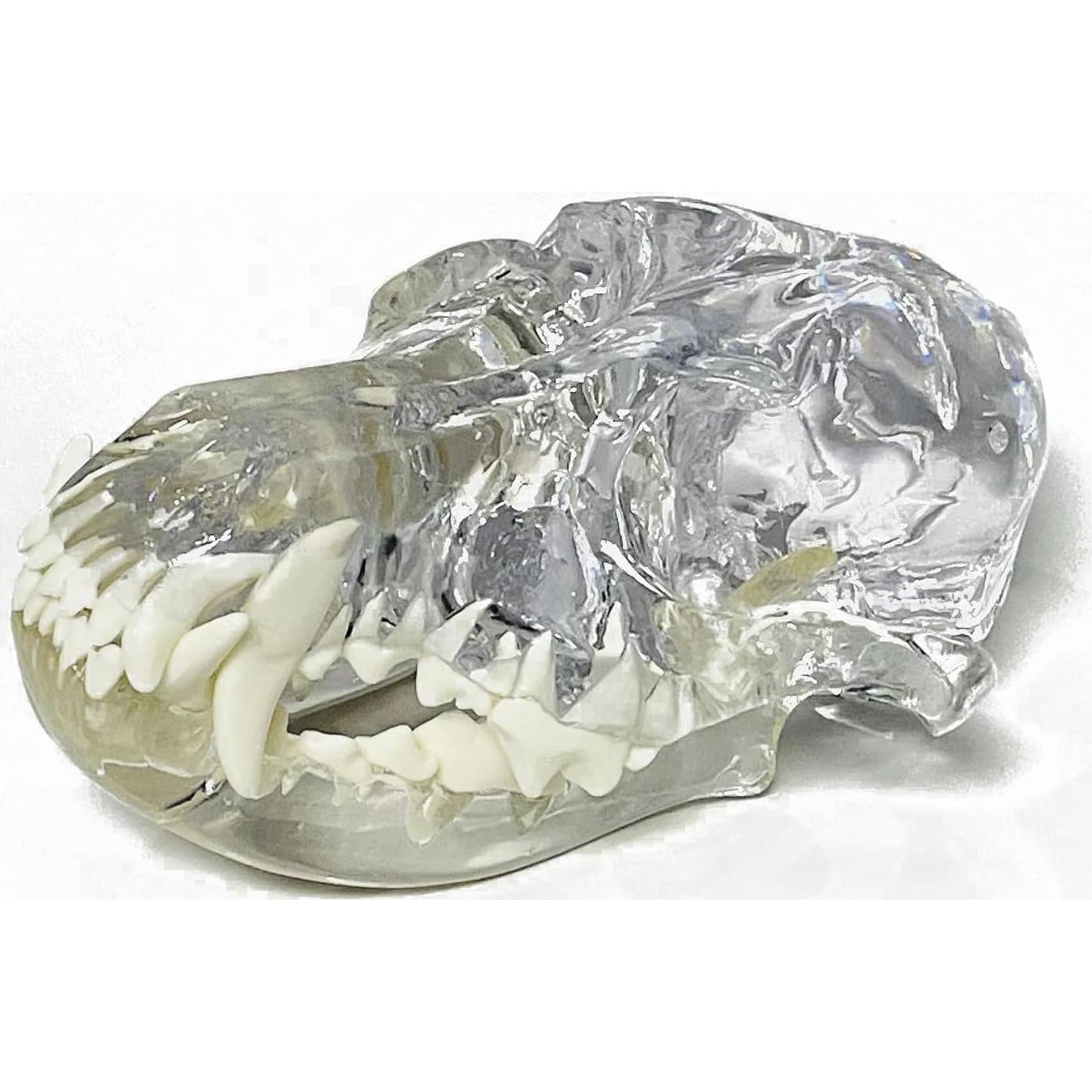 Modelo Anatómico de Cráneo de Perro Kijuh455 Transparente