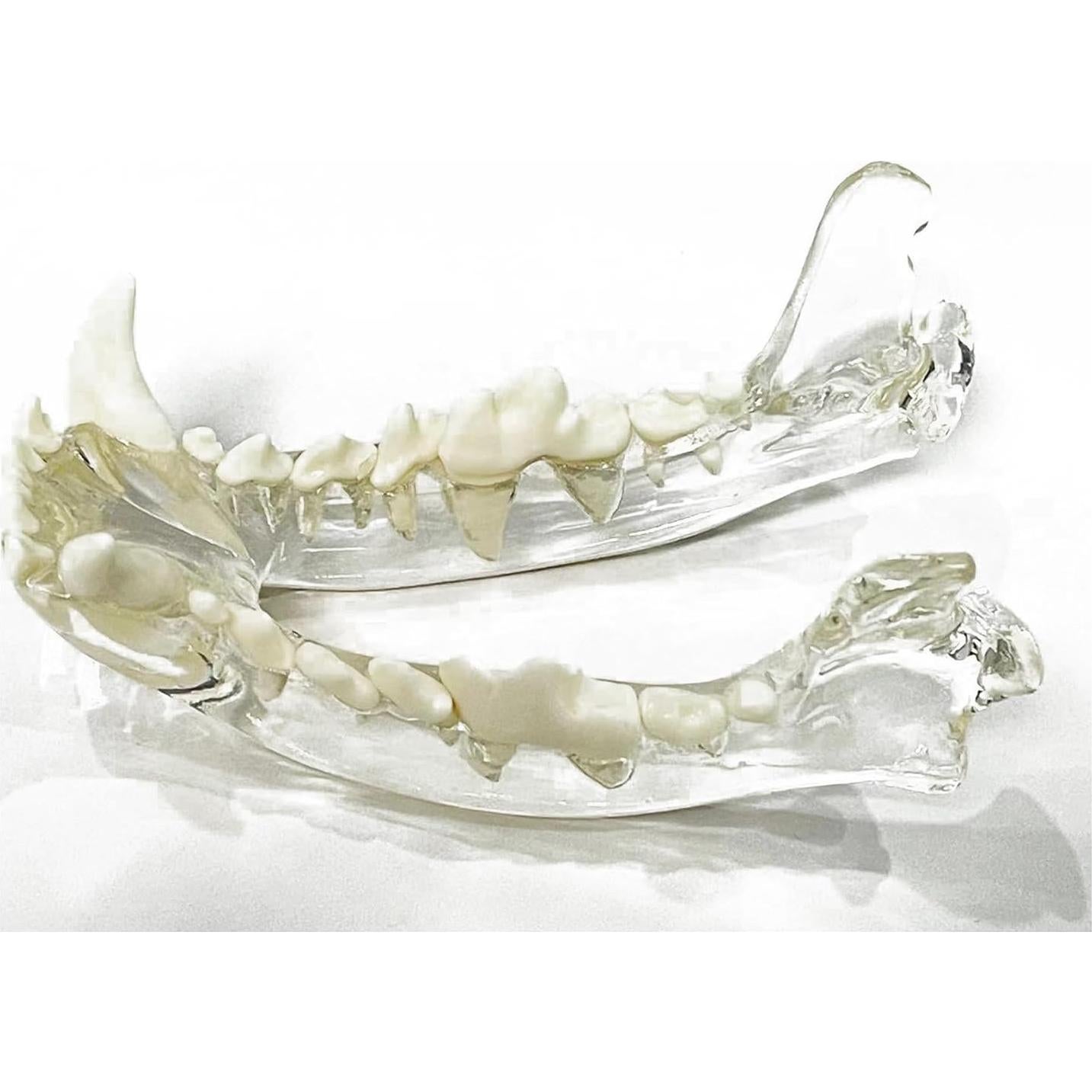 Modelo Anatómico de Cráneo de Perro Kijuh455 Transparente