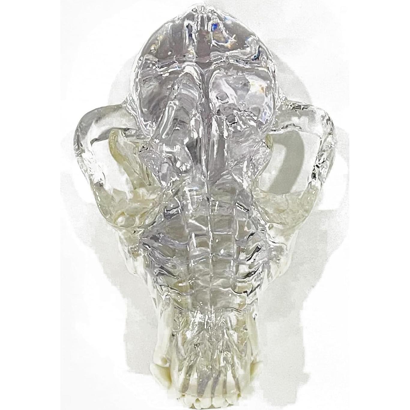 Modelo Anatómico de Cráneo de Perro Kijuh455 Transparente