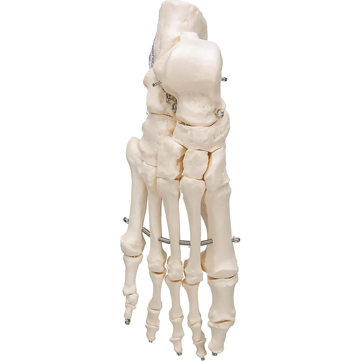 Esqueleto de pie 3B Scientific A30 con alambre flexible