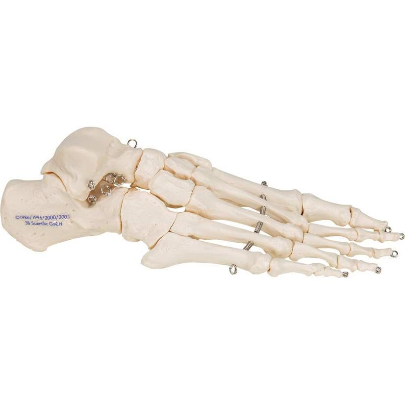 Esqueleto de pie 3B Scientific A30 con alambre flexible