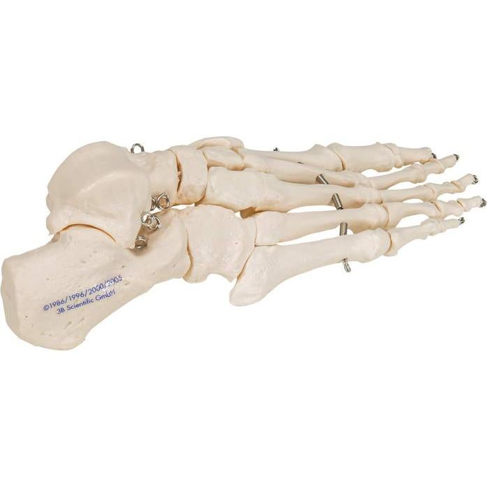 Esqueleto de pie 3B Scientific A30 con alambre flexible