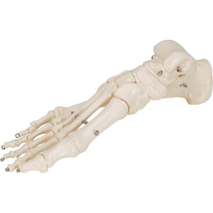 Esqueleto de pie 3B Scientific A30 con alambre flexible