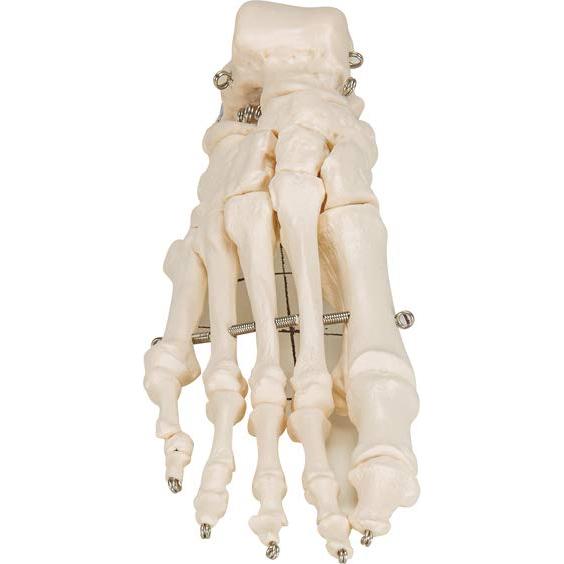 Esqueleto de pie 3B Scientific A30 con alambre flexible