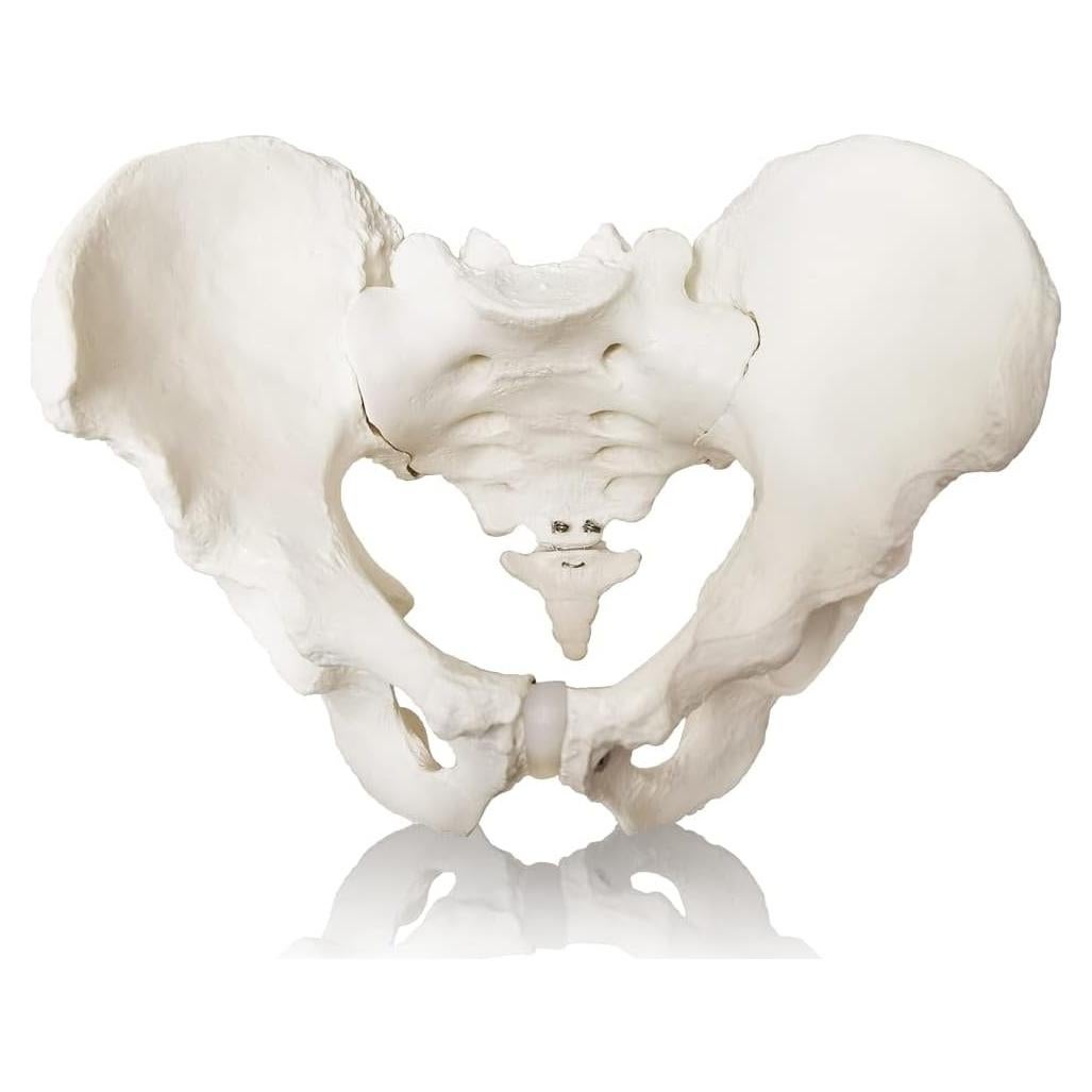 Modelo Anatómico de Pelvis Masculina a Tamaño Real 2024