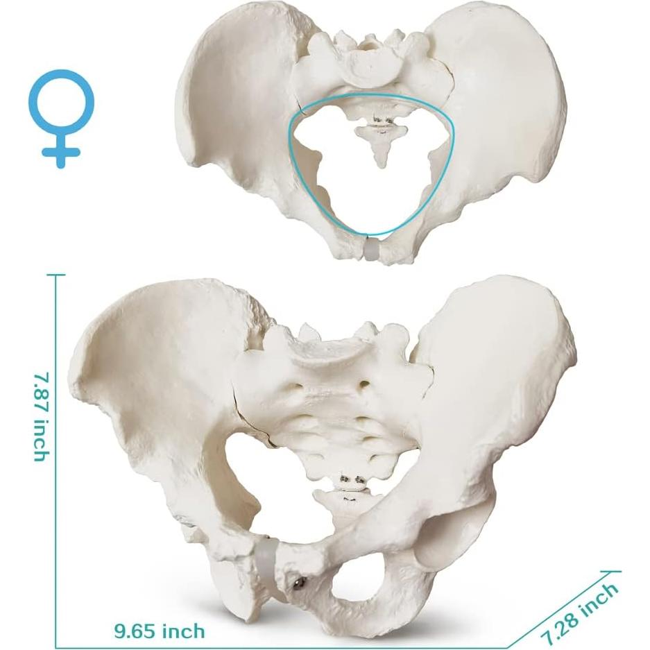 Modelo Anatómico de Pelvis Masculina a Tamaño Real 2024