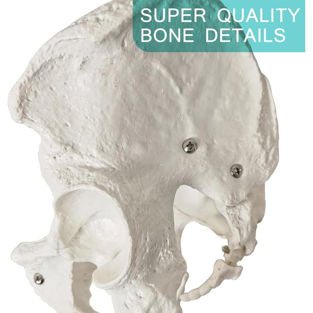 Modelo Anatómico de Pelvis Masculina a Tamaño Real 2024