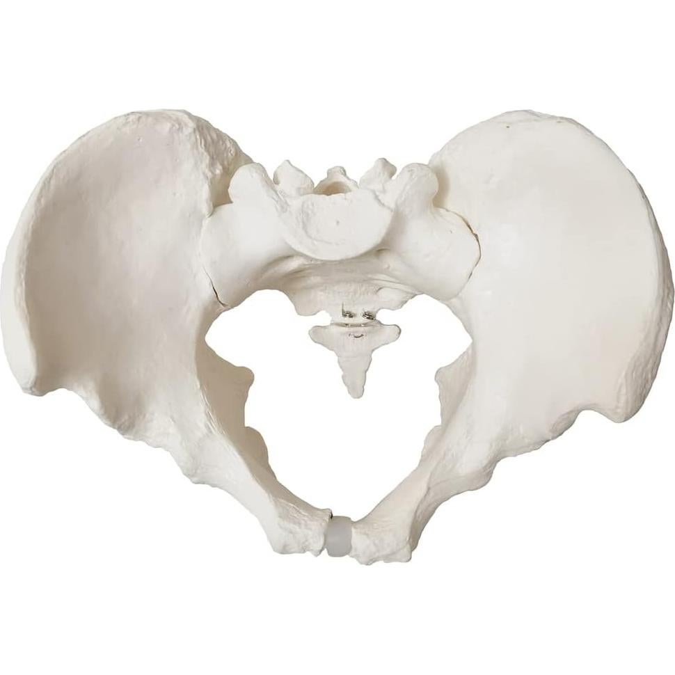 Modelo Anatómico de Pelvis Masculina a Tamaño Real 2024