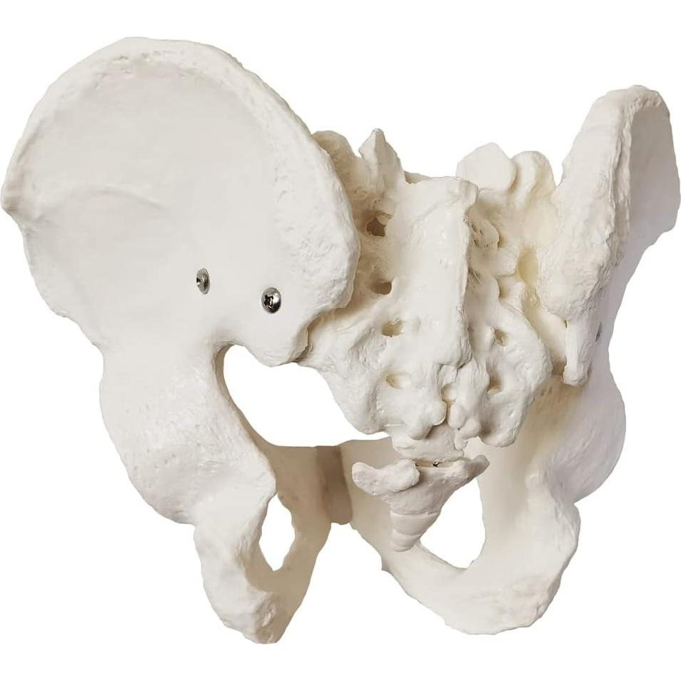 Modelo Anatómico de Pelvis Masculina a Tamaño Real 2024