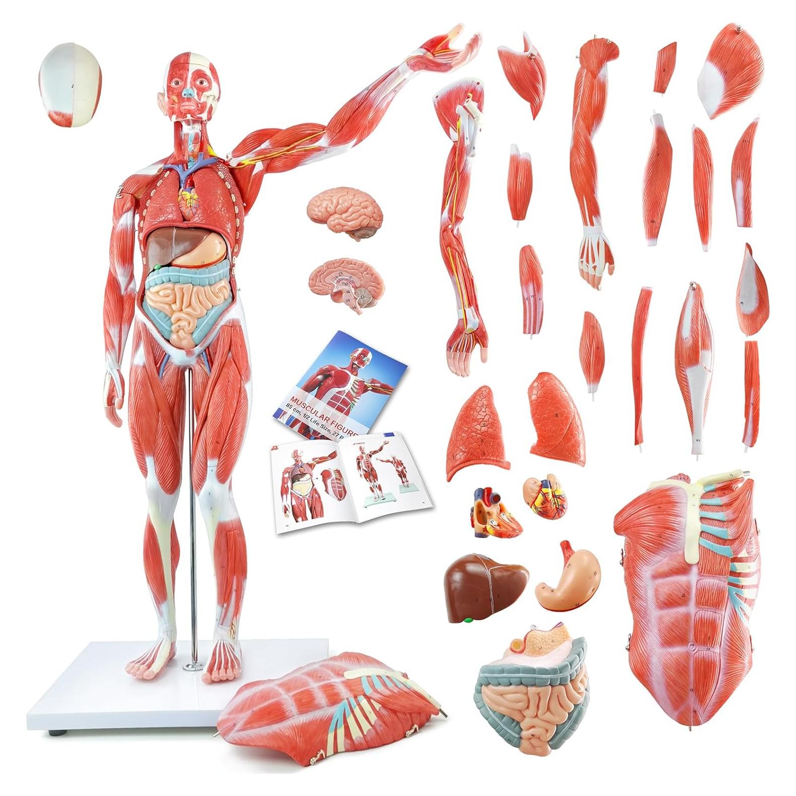 Modelo de Cuerpo Humano 1/2 Escala 27 Partes PVC Educativo