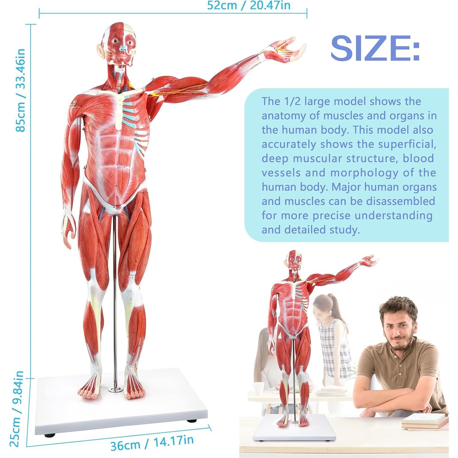 Modelo de Cuerpo Humano 1/2 Escala 27 Partes PVC Educativo