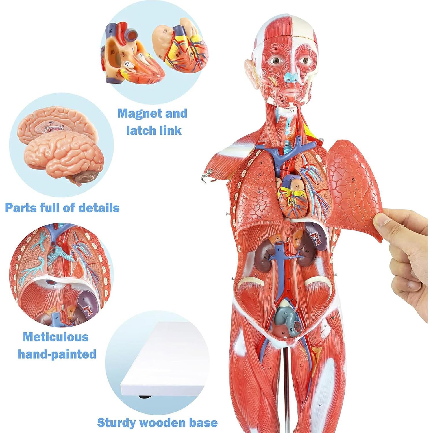 Modelo de Cuerpo Humano 1/2 Escala 27 Partes PVC Educativo