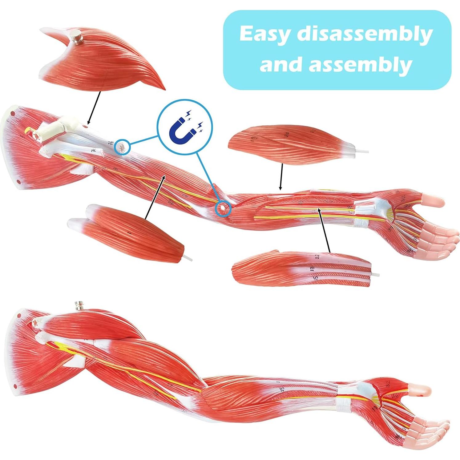 Modelo de Cuerpo Humano 1/2 Escala 27 Partes PVC Educativo