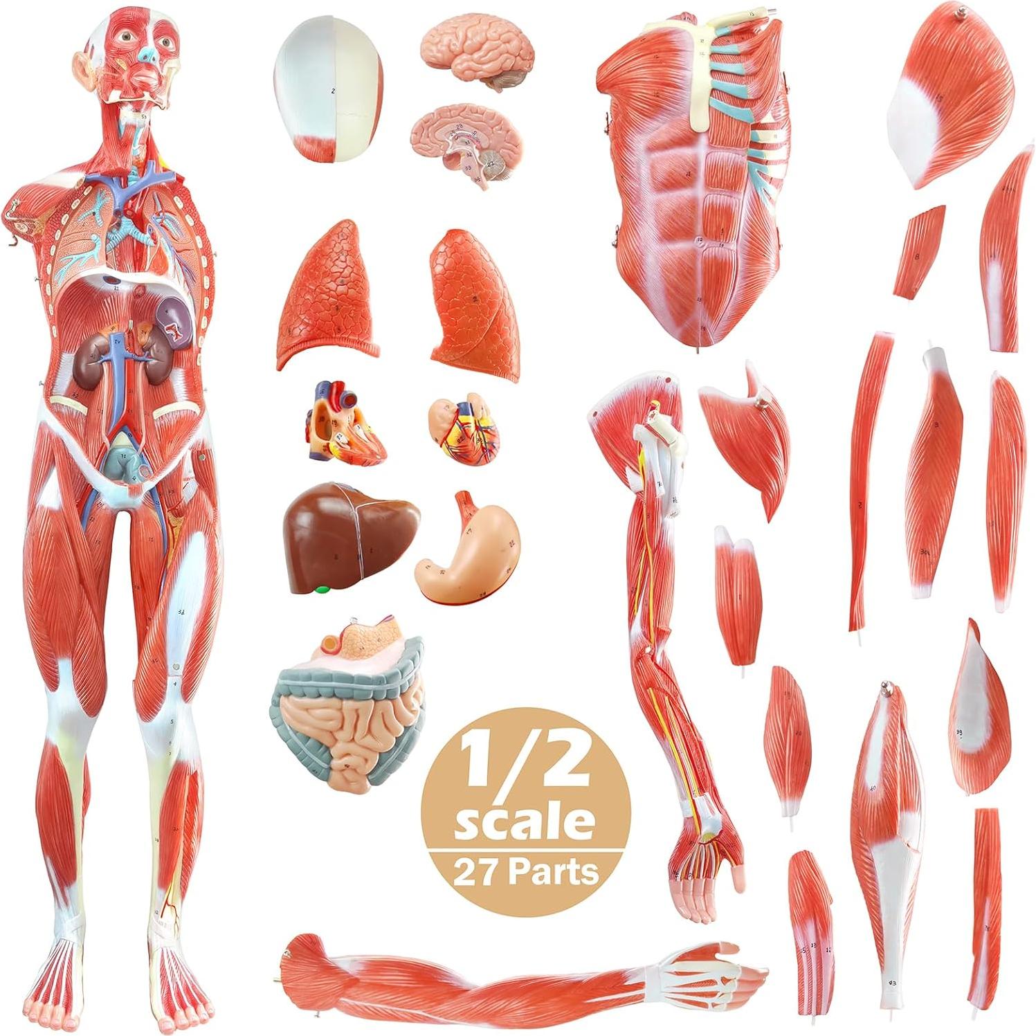 Modelo de Cuerpo Humano 1/2 Escala 27 Partes PVC Educativo