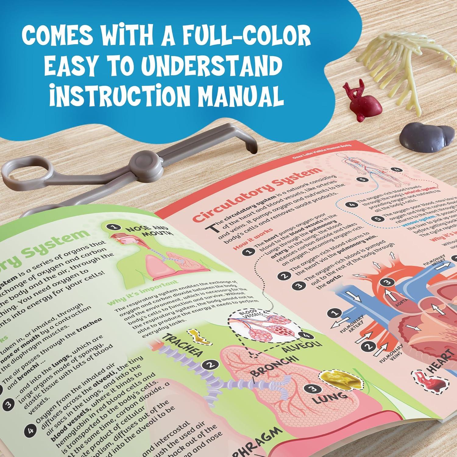 Modelo Cuerpo Humano Visible Thames & Kosmos 22.86 cm