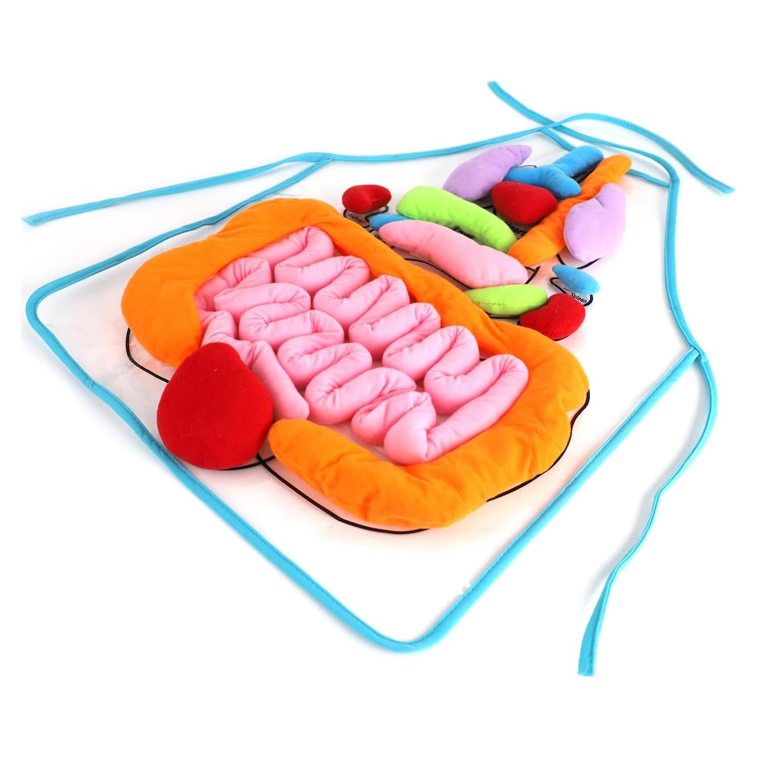 Delantal 3D de Órganos Vocheer para Niños - Juguete Educativo