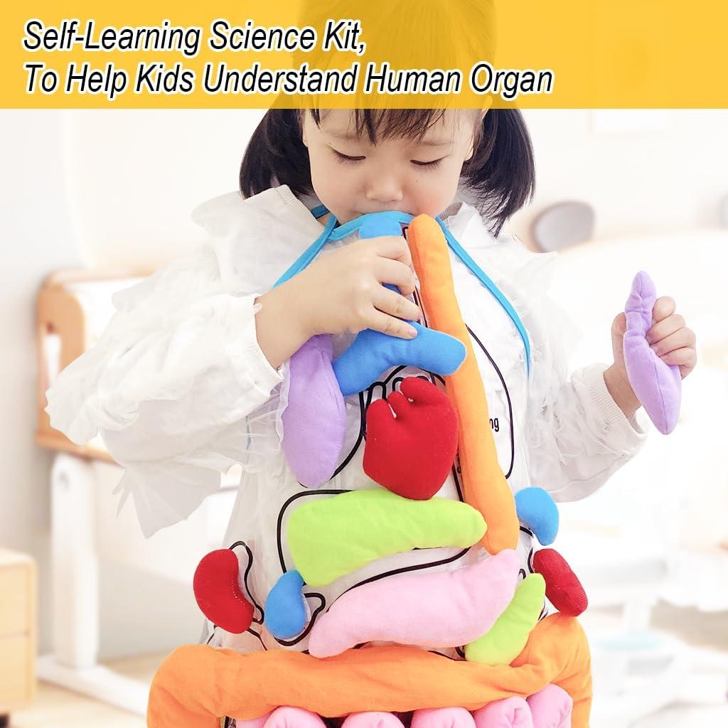 Delantal 3D de Órganos Vocheer para Niños - Juguete Educativo