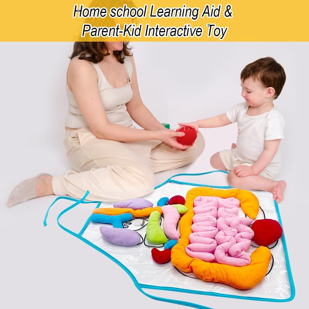 Delantal 3D de Órganos Vocheer para Niños - Juguete Educativo