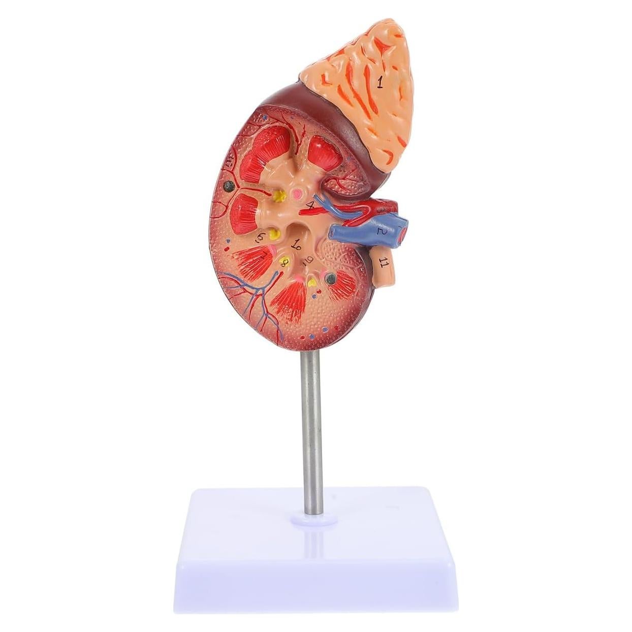 Modelo de Riñón Amosfun 1:1 para Anatomía y Biología